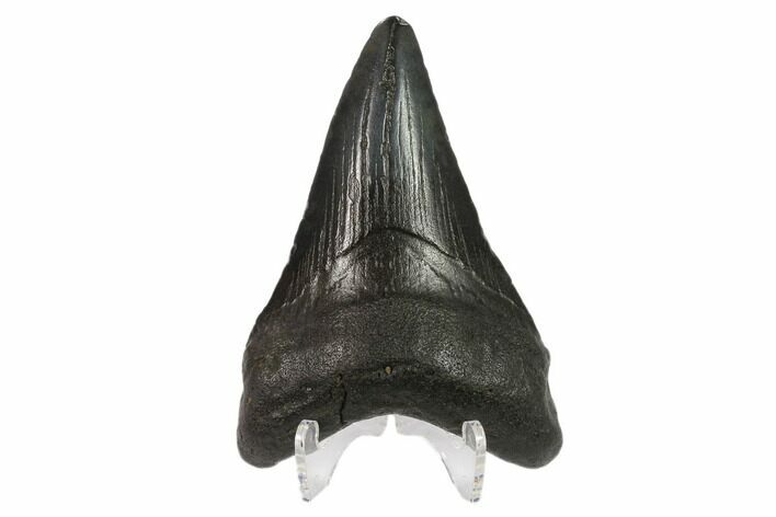 Fossil Megalodon Tooth - South Carolina #130845